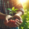 Small Plant Into The Ground - Hands Planting Young Tree With Sunlight And Flare Effects Royalty Free Stock Photo