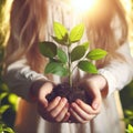 Small Plant Into The Ground - Hands Planting Young Tree With Sunlight And Flare Effects Royalty Free Stock Photo