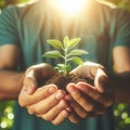 Small Plant Into The Ground - Hands Planting Young Tree With Sunlight And Flare Effects Royalty Free Stock Photo