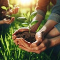 Small Plant Into The Ground - Hands Planting Young Tree With Sunlight And Flare Effects Royalty Free Stock Photo