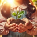 Small Plant Into The Ground - Hands Planting Young Tree With Sunlight And Flare Effects Royalty Free Stock Photo