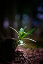 Small plant growing Royalty Free Stock Photo