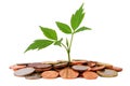 Small plant growing from coins Royalty Free Stock Photo