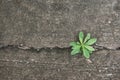 Small plant growing from cracked concrete road Royalty Free Stock Photo