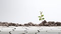 a small plant growing through cracked concrete, symbolizing resilience and hope amidst adversity.