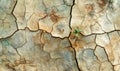 A small plant is growing in the cracks of a broken rock Royalty Free Stock Photo