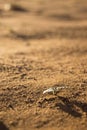 Small plant growing in the desert