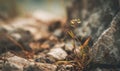 A small plant is growing in the dirt next to a rock Royalty Free Stock Photo