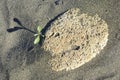 Small plant growing on dry sand desert