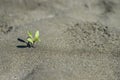 Small plant growing from dry sand desert