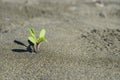 Small plant growing from dry sand desert