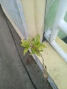 a small plant growing on the fence wall of the house