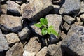 Small plant growing through field of rocks Royalty Free Stock Photo