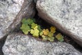 Small plant growing through the gap of stone Royalty Free Stock Photo