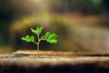 small plant growing in morning Royalty Free Stock Photo