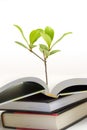 Small plant growing out of open book