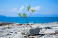 a small plant growing out of a rock on the beach Royalty Free Stock Photo