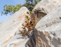 a small plant growing out of a rock Royalty Free Stock Photo