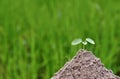 Small plant in nature on green background concepts.