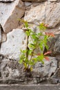 Small or plant growing on the rock wall Royalty Free Stock Photo