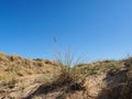 A small plant is growing on a sand dune hill Royalty Free Stock Photo