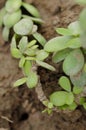 Small plant growing on the soil of a hillside.