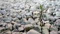 Small plant growing in the stones Royalty Free Stock Photo