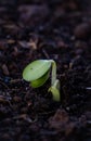 Small plant growing up from soil.