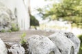 Small plant growing between white stones with moss, on the edge of a path Royalty Free Stock Photo