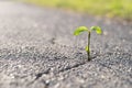 A small plant grows from a crack in the tar