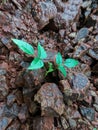 The small plant growth in many stones