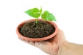 Small plant in hand Royalty Free Stock Photo