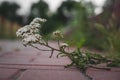 the small plant has broken through between paving slabs and grows Royalty Free Stock Photo