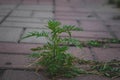 the small plant has broken through between paving slabs and grows Royalty Free Stock Photo