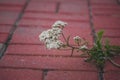 the small plant has broken through between paving slabs and grows Royalty Free Stock Photo