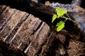 Small plant is hinder the track of excavator