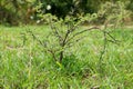Small plant with leaf and thorns on green grass Royalty Free Stock Photo