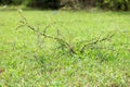 Small plant with leaf and thorns on green grass Royalty Free Stock Photo