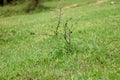 Small plant with leaf and thorns on green grass Royalty Free Stock Photo