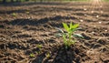 Small plant leafing in spring, isolated with blurred background