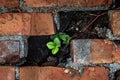 A small plant makes its way through the bricks Royalty Free Stock Photo