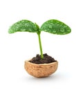Small plant in a nutshell Royalty Free Stock Photo