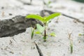 Small plant planted on dried soil Royalty Free Stock Photo