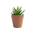 Small plant in pot cactus isolated on white background front view Royalty Free Stock Photo