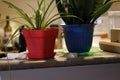 A small plant pot displayed in the window Royalty Free Stock Photo