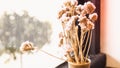 A small plant pot displayed in the window. Bouquet of flowers near window Royalty Free Stock Photo