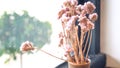 A small plant pot displayed in the window. Bouquet of flowers near window Royalty Free Stock Photo