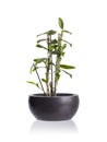 Small plant in a pot Royalty Free Stock Photo