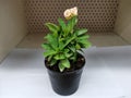 A small plant pot in my office Royalty Free Stock Photo