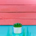 Small plant in a pot on a pink background